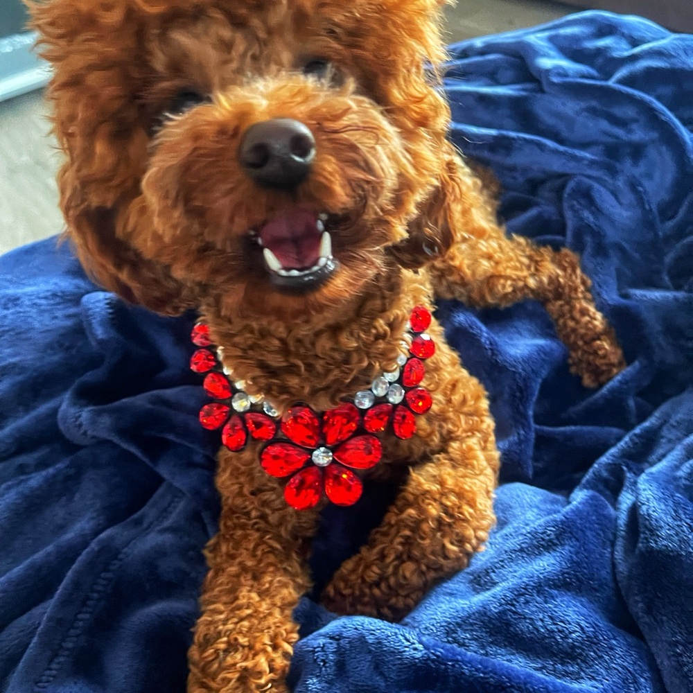 Dog Necklace
